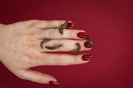 Woman hand with a red manicure holding a snail on a red backgroundの写真素材