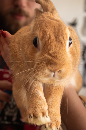 Close-up of cute pet rabbit held by ownerの写真素材