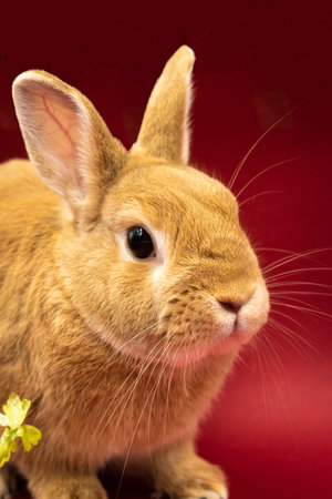 Adorable pet rabbit against red background with copy spaceの写真素材