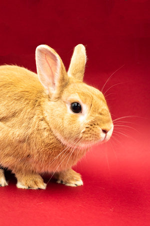 Adorable pet rabbit against red background with copy spaceの写真素材