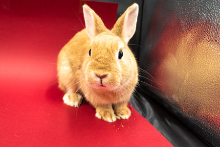 Adorable pet rabbit against red background with copy spaceの写真素材