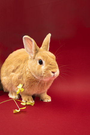 Adorable pet rabbit against red background with copy spaceの写真素材