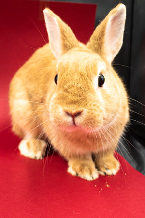 Adorable pet rabbit against red background with copy spaceの写真素材