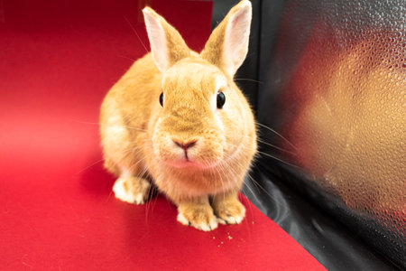 Adorable pet rabbit against red background with copy spaceの写真素材
