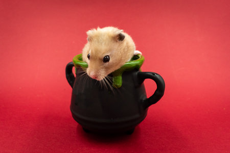 Cute pet hamster in a pot against red background with copy spaceの写真素材