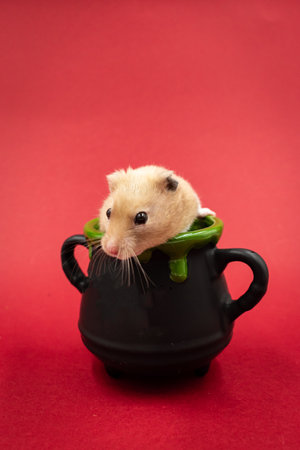 Cute pet hamster in a pot against red background with copy spaceの写真素材
