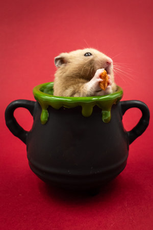 Cute pet hamster feeding in a pot against red background with copy spaceの写真素材