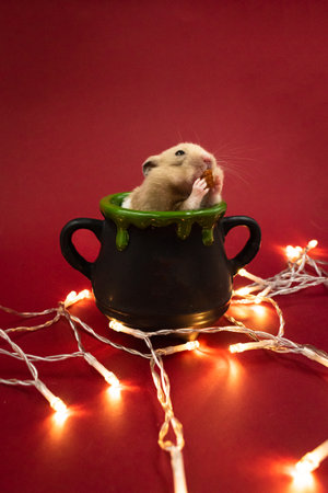 Cute pet hamster feeding in a pot surrounded by fairy lights against red background with copy spaceの写真素材