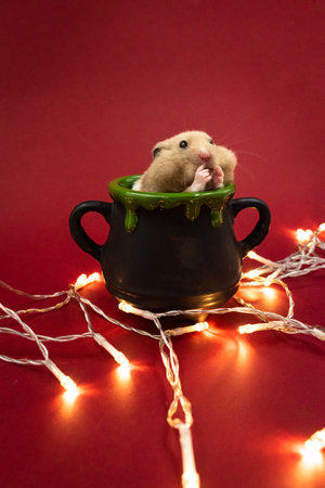 Cute pet hamster feeding in a pot surrounded by fairy lights against red background with copy spaceの写真素材