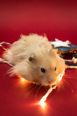 Cute and fluffy pet hamster surrounded by fairy lights against red background with copy spaceの写真素材