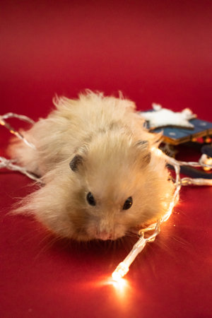 Cute and fluffy pet hamster surrounded by fairy lights against red background with copy spaceの写真素材