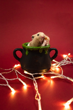 Cute pet hamster feeding in a pot surrounded by fairy lights against red background with copy spaceの写真素材