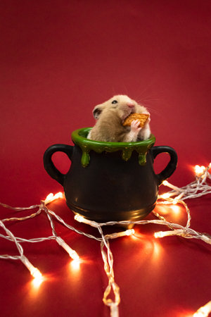 Cute pet hamster feeding in a pot surrounded by fairy lights against red background with copy spaceの写真素材