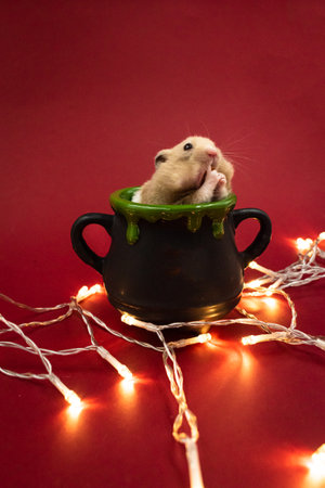 Cute pet hamster feeding in a pot surrounded by fairy lights against red background with copy spaceの写真素材