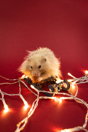 Cute and fluffy pet hamster surrounded by fairy lights against red background with copy spaceの写真素材
