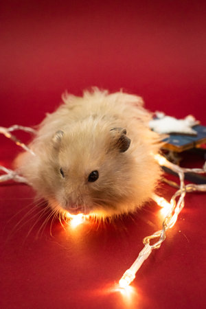 Cute and fluffy pet hamster surrounded by fairy lights against red background with copy spaceの写真素材