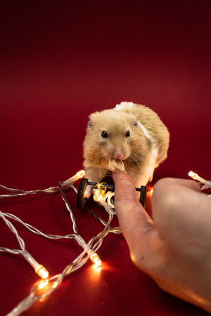 Hand feeding a cute and fluffy pet hamster surrounded by fairy lights against a red background with copy spaceの写真素材