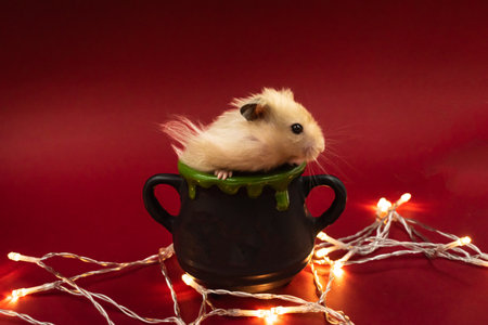 Cute pet hamster feeding in a pot surrounded by fairy lights against red background with copy space in a pot surrounded by fairy lights against red background with copy spaceの写真素材