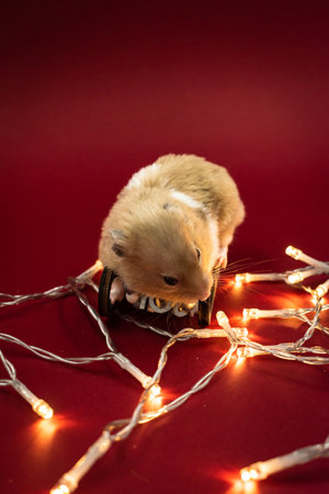 Cute and fluffy pet hamster surrounded by fairy lights against red background with copy spaceの写真素材