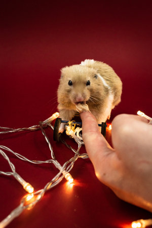 Hand feeding a cute and fluffy pet hamster surrounded by fairy lights against a red background with copy spaceの写真素材