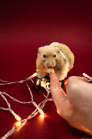 Hand feeding a cute and fluffy pet hamster surrounded by fairy lights against a red background with copy spaceの写真素材