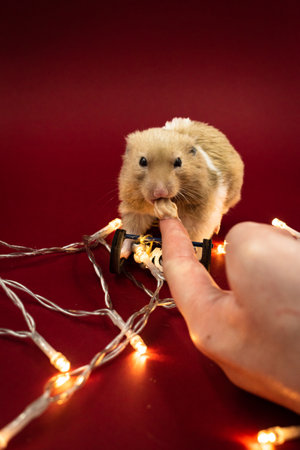 Hand feeding a cute and fluffy pet hamster surrounded by fairy lights against a red background with copy spaceの写真素材