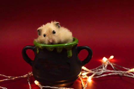 Cute pet hamster feeding in a pot surrounded by fairy lights against red background with copy space in a pot surrounded by fairy lights against red background with copy spaceの写真素材