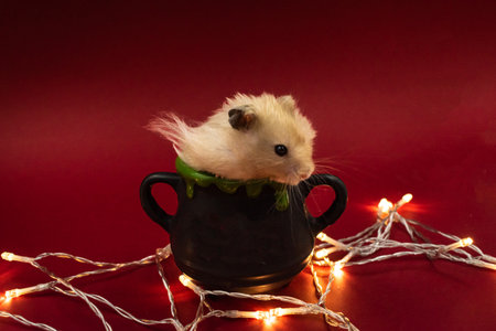 Cute pet hamster feeding in a pot surrounded by fairy lights against red background with copy space in a pot surrounded by fairy lights against red background with copy spaceの写真素材