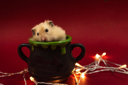 Cute pet hamster feeding in a pot surrounded by fairy lights against red background with copy space in a pot surrounded by fairy lights against red background with copy spaceの写真素材
