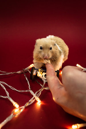 Hand feeding a cute and fluffy pet hamster surrounded by fairy lights against a red background with copy spaceの写真素材