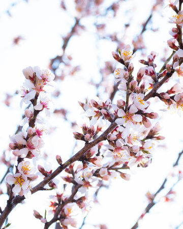 Blooming almond tree branches with flowers in full bloom in springtime in the countrysideの写真素材