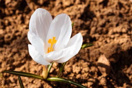 Single white spring crocus blooming in early springの写真素材
