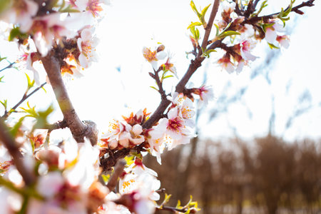 Blooming almond tree with flowers in full bloom in springtime in the countrysideの写真素材