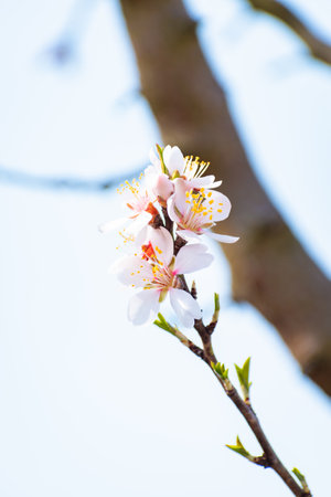 Blooming almond tree brach with flowers in full bloom in springtime in the countrysideの写真素材