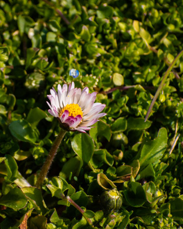 Blooming white daisy flowers in the green grass in springの写真素材