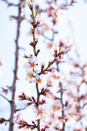 Blooming almond tree branches with flowers in full bloom in springtime in the countrysideの写真素材