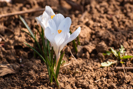 Two white spring crocuses blooming in early springの写真素材
