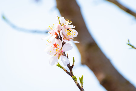 Blooming almond tree brach with flowers in full bloom in springtime in the countrysideの写真素材