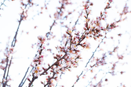 Blooming almond tree branches with flowers in full bloom in springtime in the countrysideの写真素材