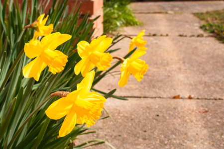 Bright yellow daffodil flower bed in a front garden in springの写真素材