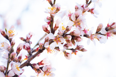 Blooming almond tree branches with flowers in full bloom in springtime in the countrysideの写真素材