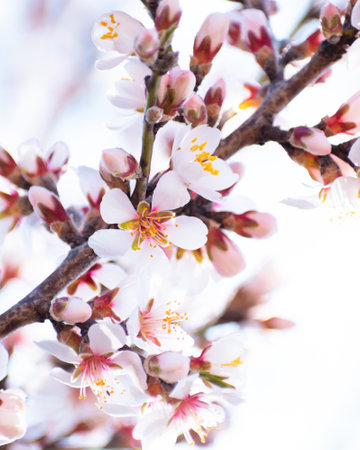 Blooming almond tree branches with flowers in full bloom in springtime in the countrysideの写真素材