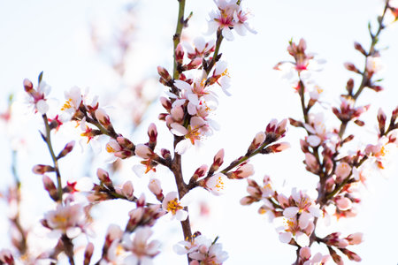 Blooming almond tree branches with flowers in full bloom in springtime in the countrysideの写真素材