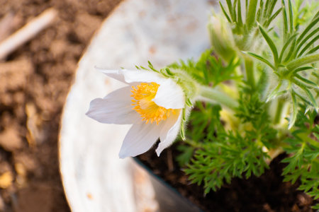 Springtime pasqueflower blooming in vivid purple colorの写真素材
