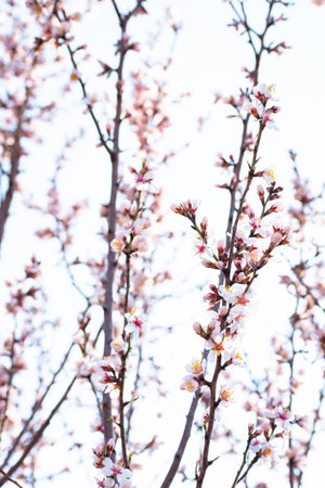 Blooming almond tree branches with flowers in full bloom in springtime in the countrysideの写真素材