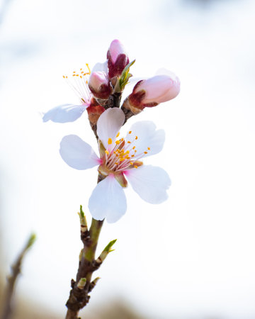 Blooming almond tree brach with flowers in full bloom in springtime in the countrysideの写真素材