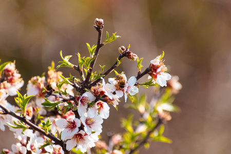 Blooming almond tree with flowers in full bloom in springtime in the countrysideの写真素材