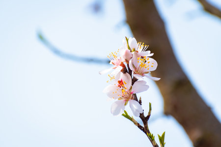 Blooming almond tree brach with flowers in full bloom in springtime in the countrysideの写真素材