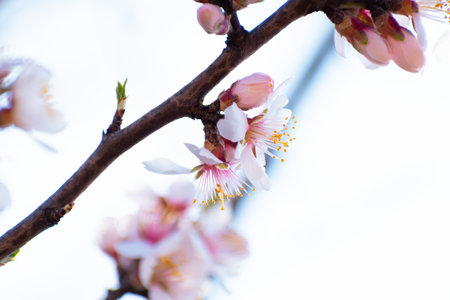 Blooming almond tree brach with flowers in full bloom in springtime in the countrysideの写真素材