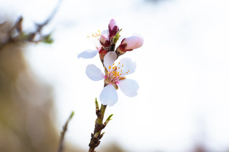 Blooming almond tree brach with flowers in full bloom in springtime in the countrysideの写真素材